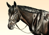 Dressage, Equine Art - Jack